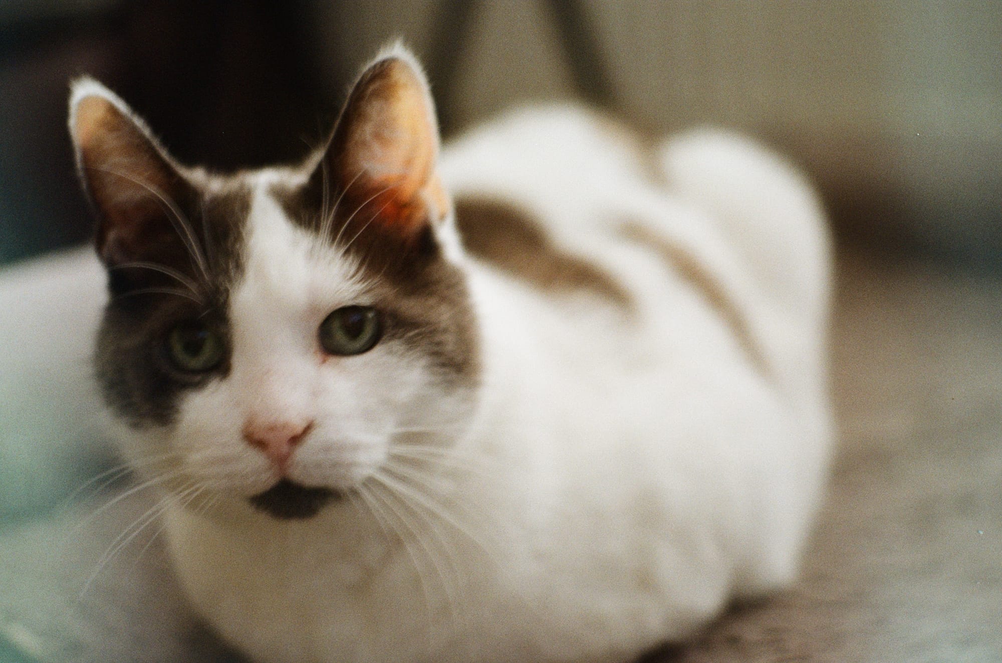 Film photo of Gremling's cat, Jessie!