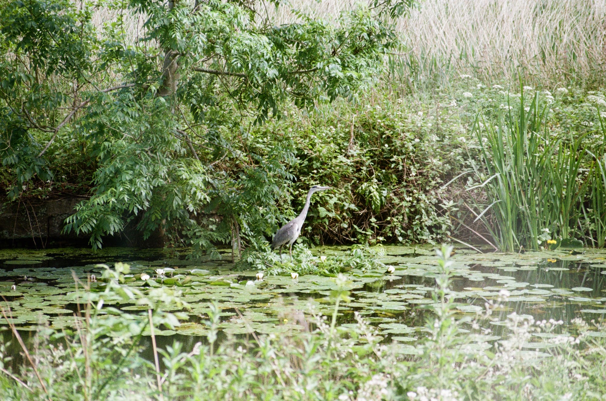 Film picture showing a Herron
