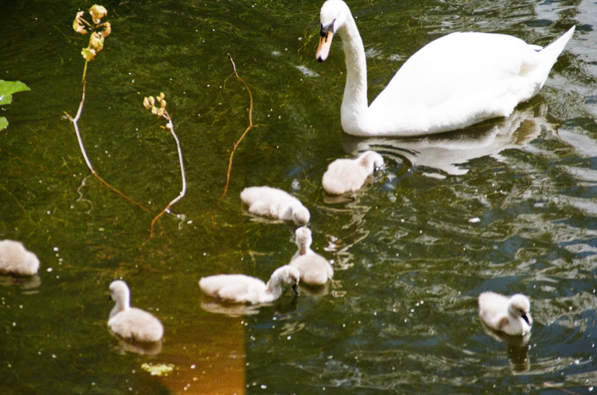 Film photo of a family of swans