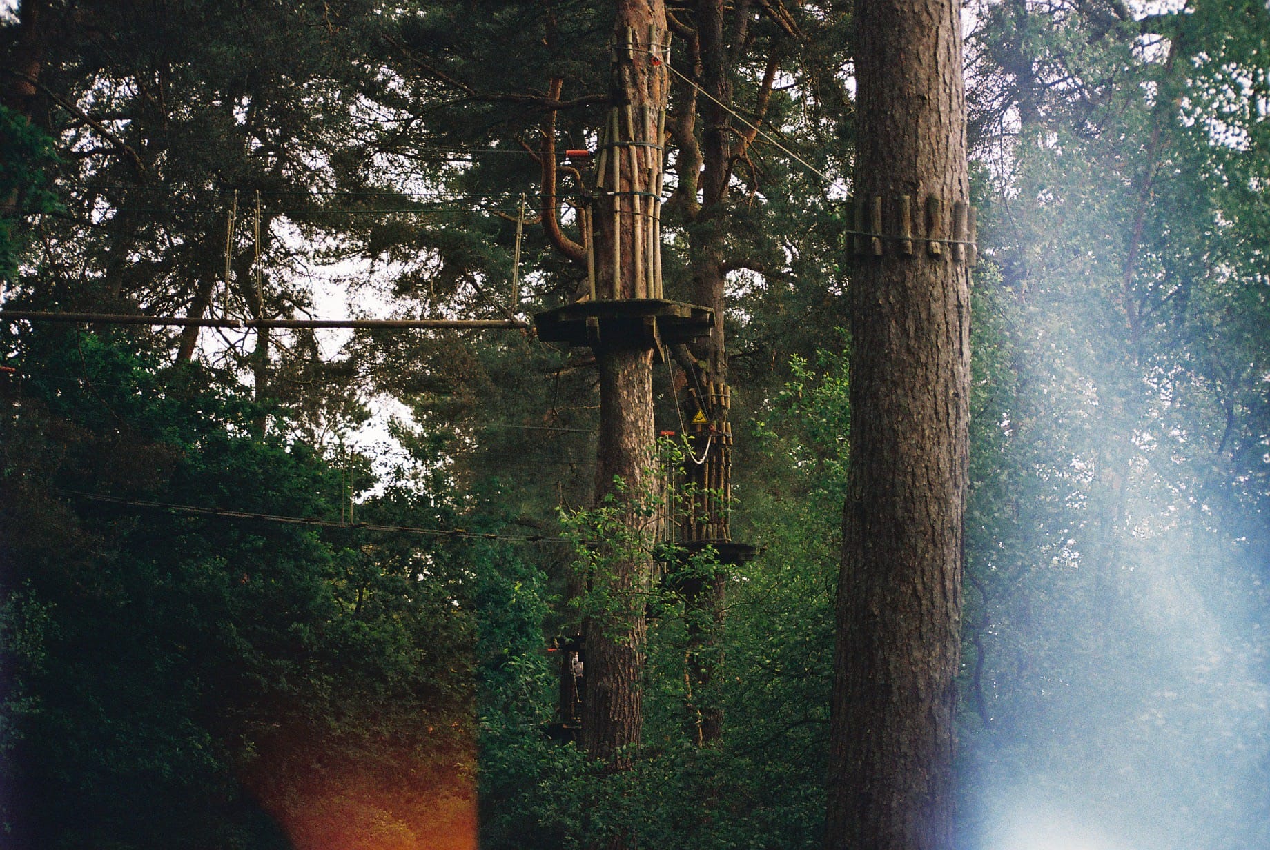 A film picture of an Ape Escape course within the trees, taken in Delemere forest
