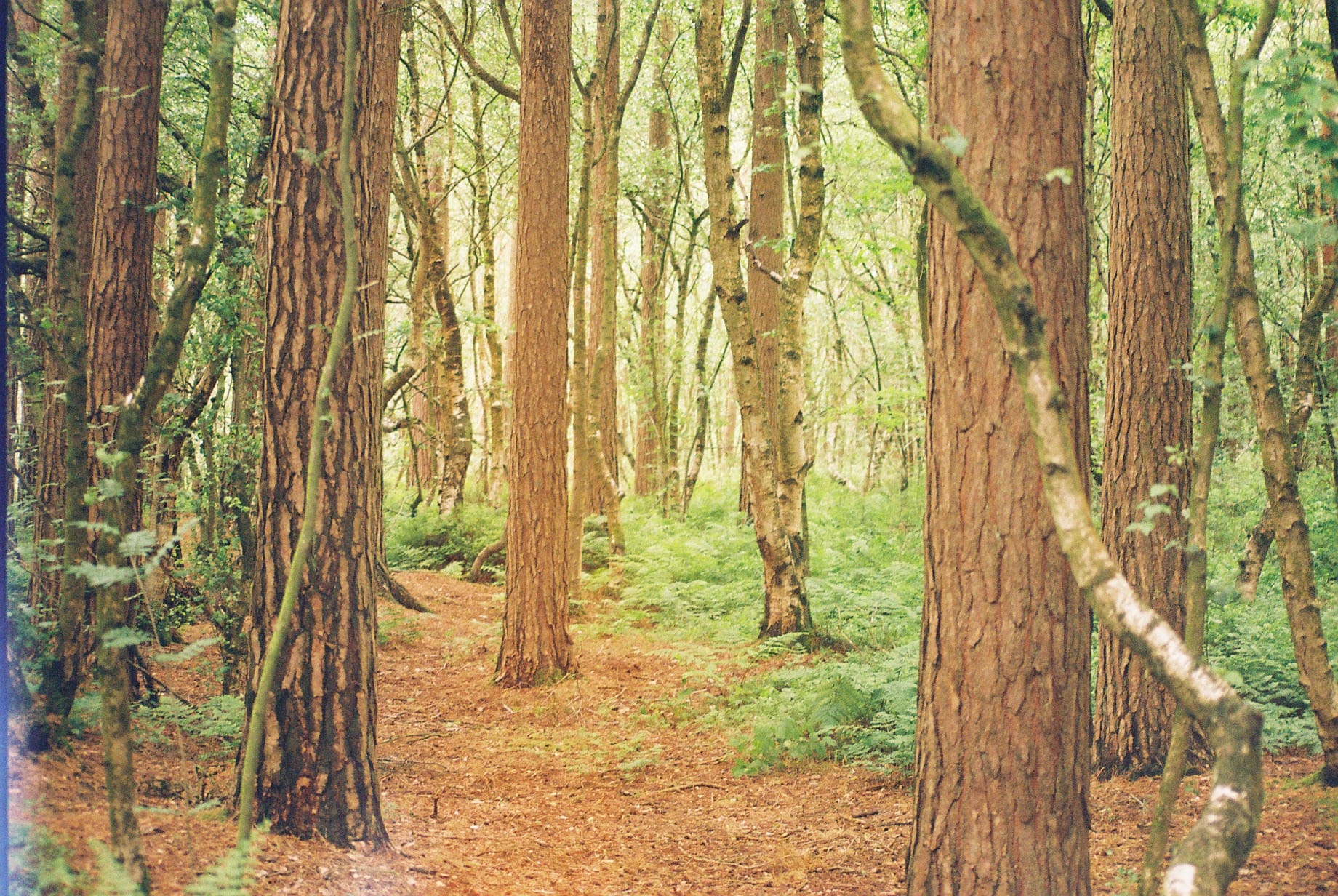 A film picture of a forest with many trees and branches filling the image, taken in Delemere forest