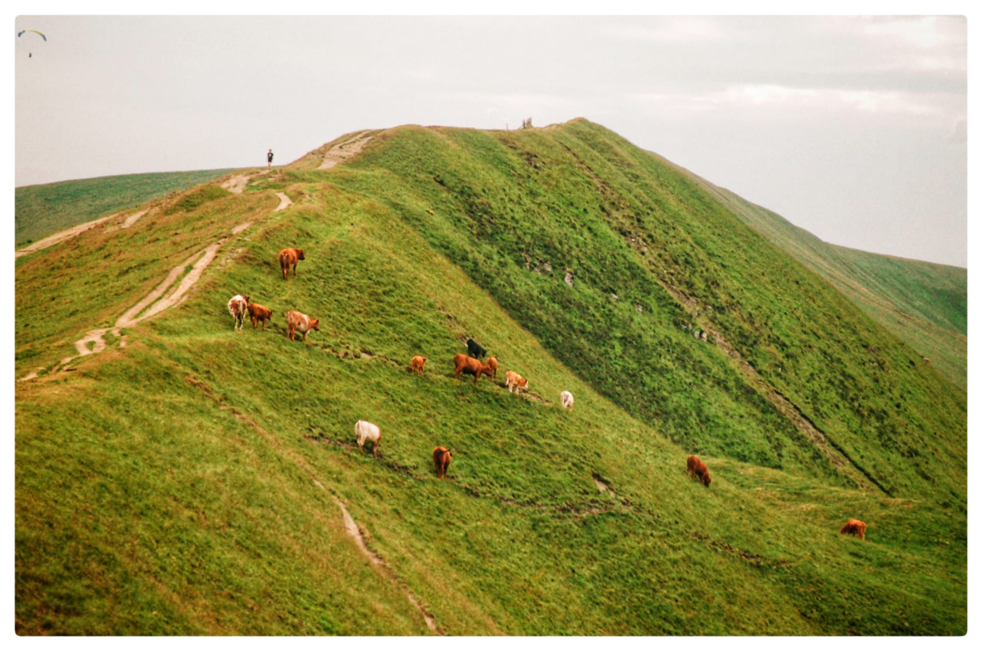 Film picture of cows grazing on a hill next to Mam Tor taken in the Peak District