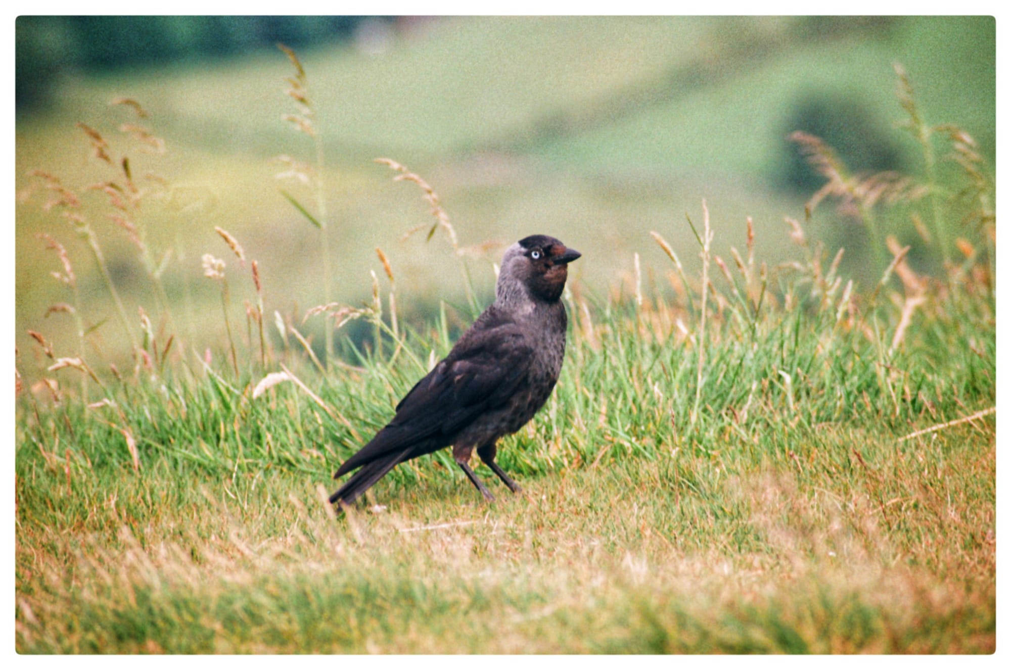Color film picture of a eurasian jackdaw standing, taken at Mam Tor in the Peak District