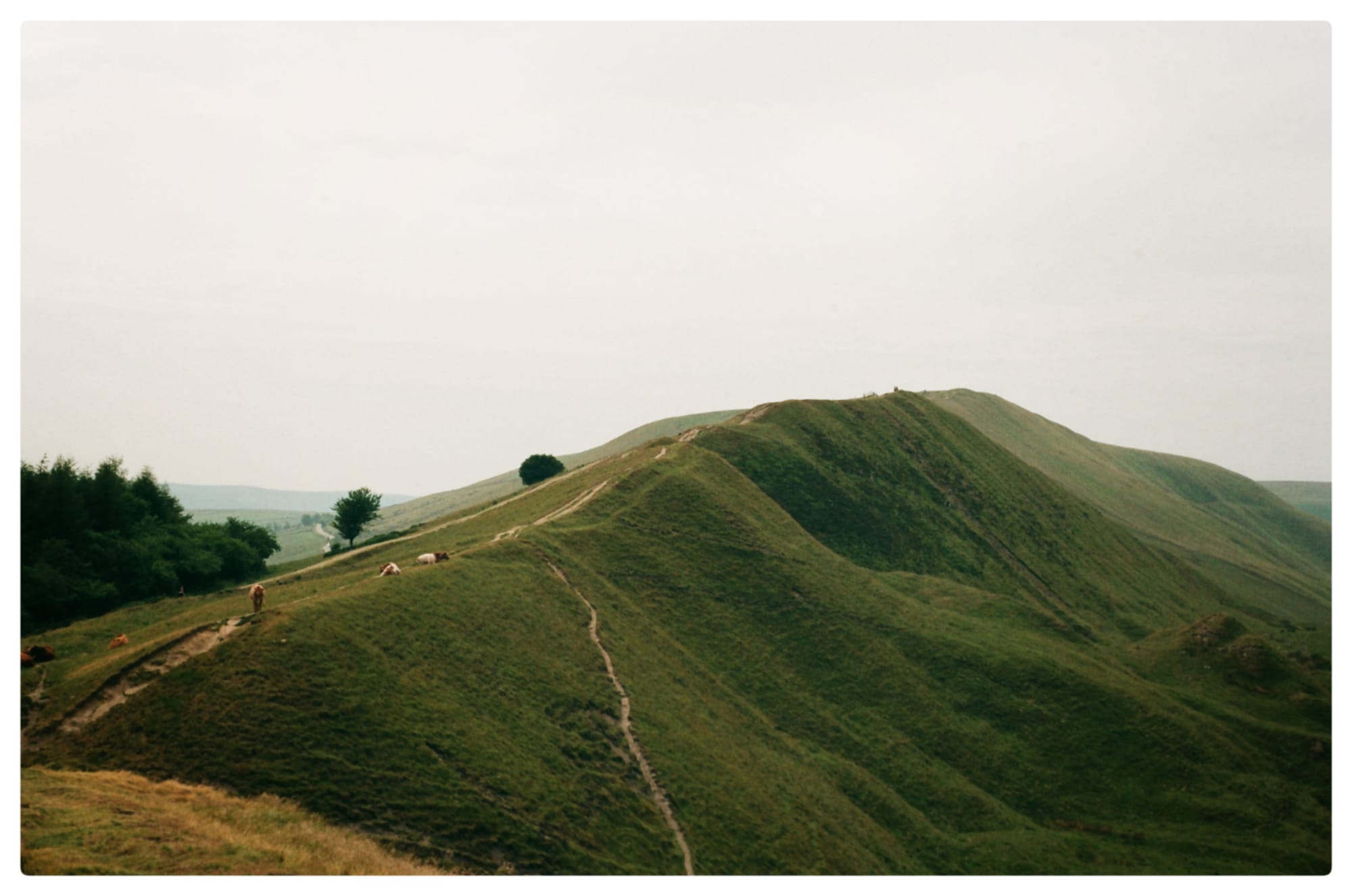 Color film photo of Mam Tor in the Peak district, with a few cows to the left of the image