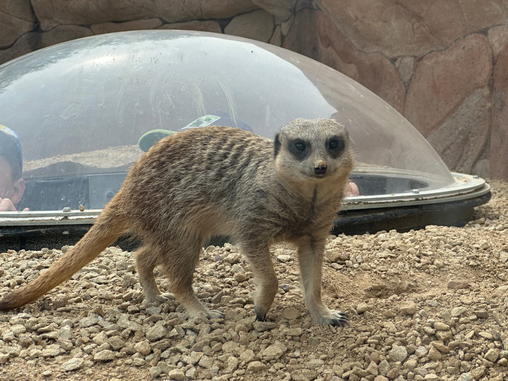 Digital image of a Meerkat from Chester Zoo