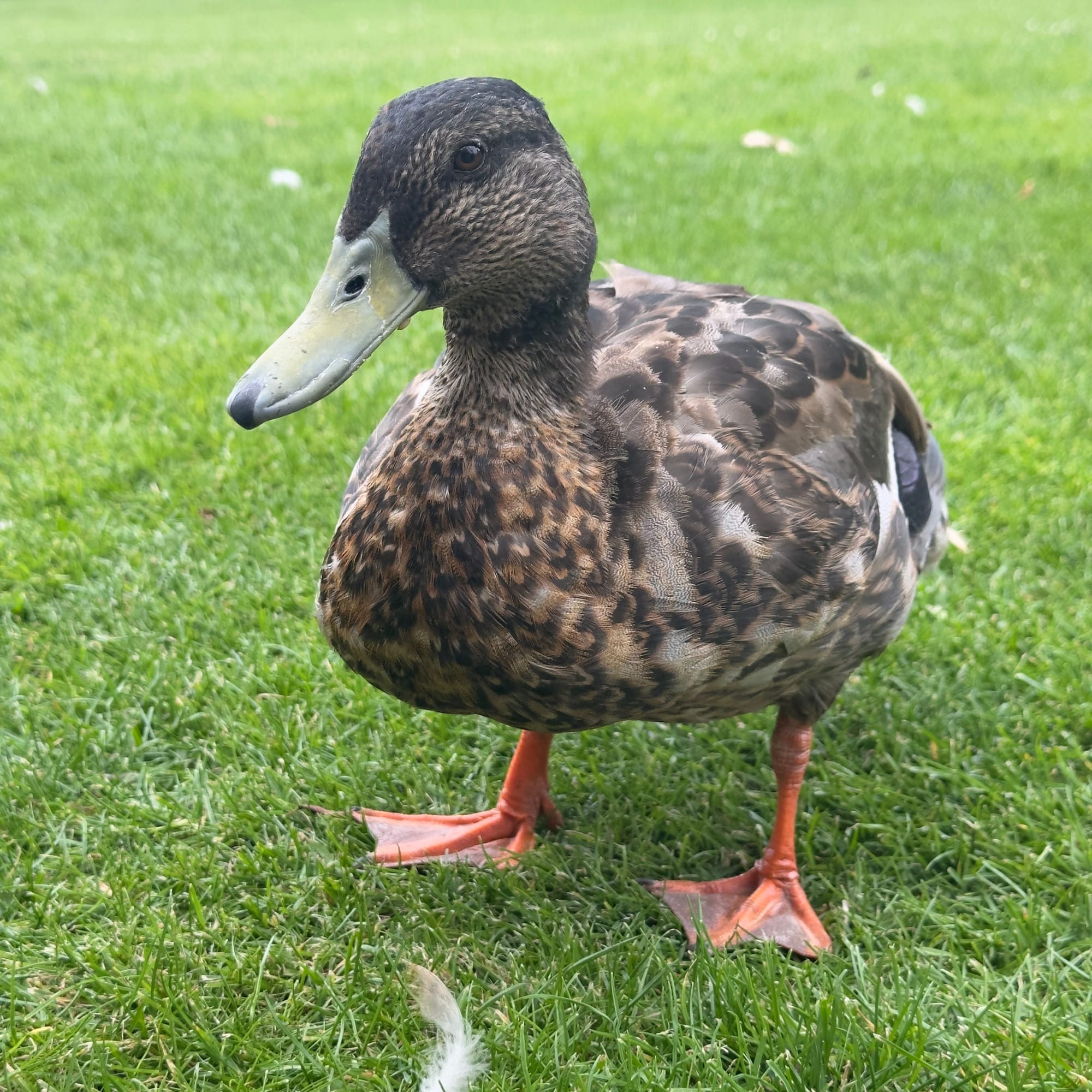 Digital image of a duck from chester zoo