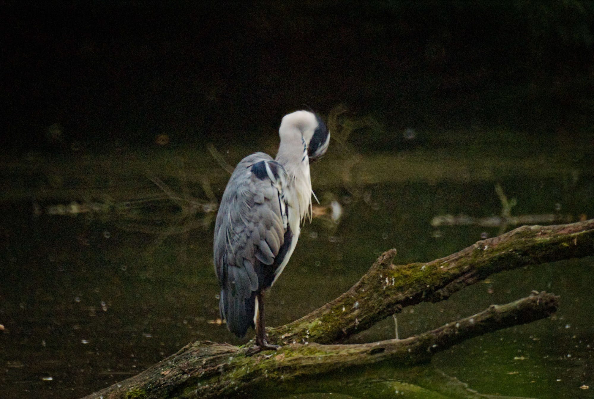 A heron grooming itself