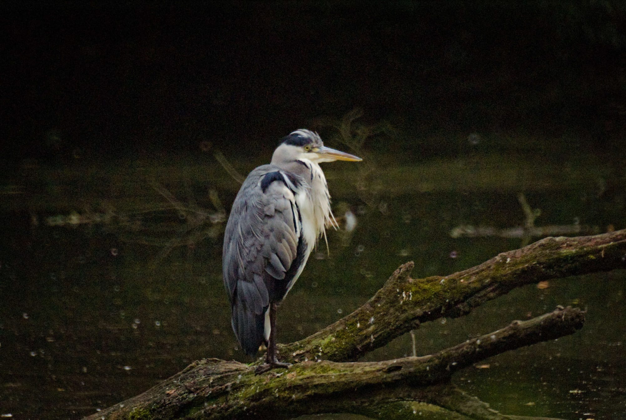 A heron sitting on a tree branch