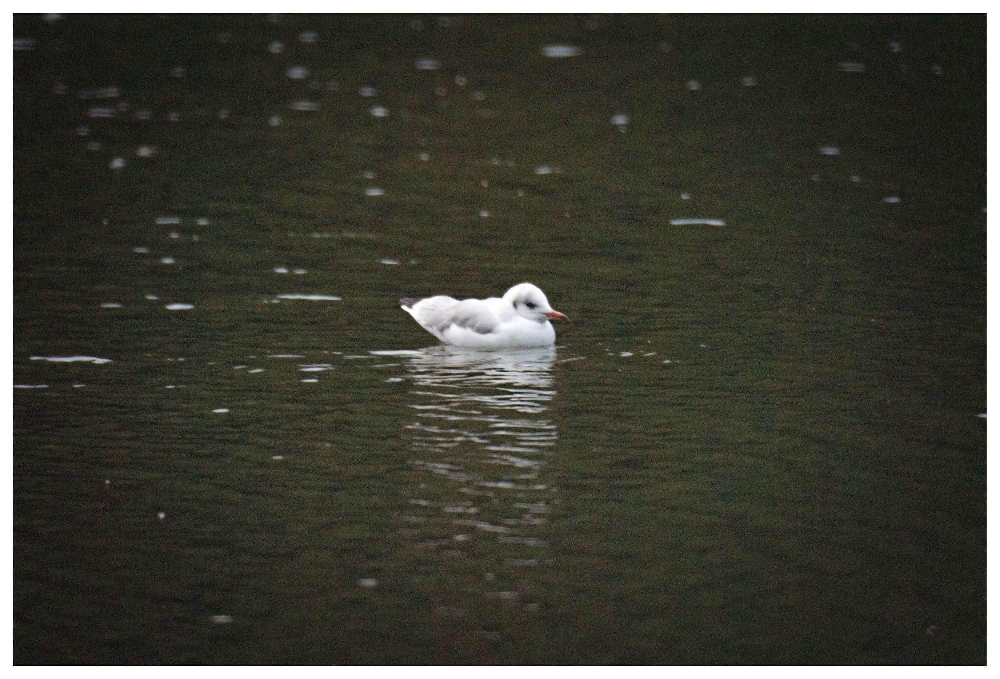 A gull having a swim