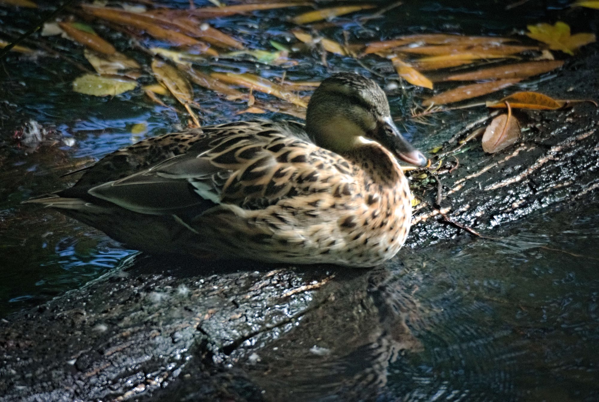 A duck sitting on a branch with it's head up