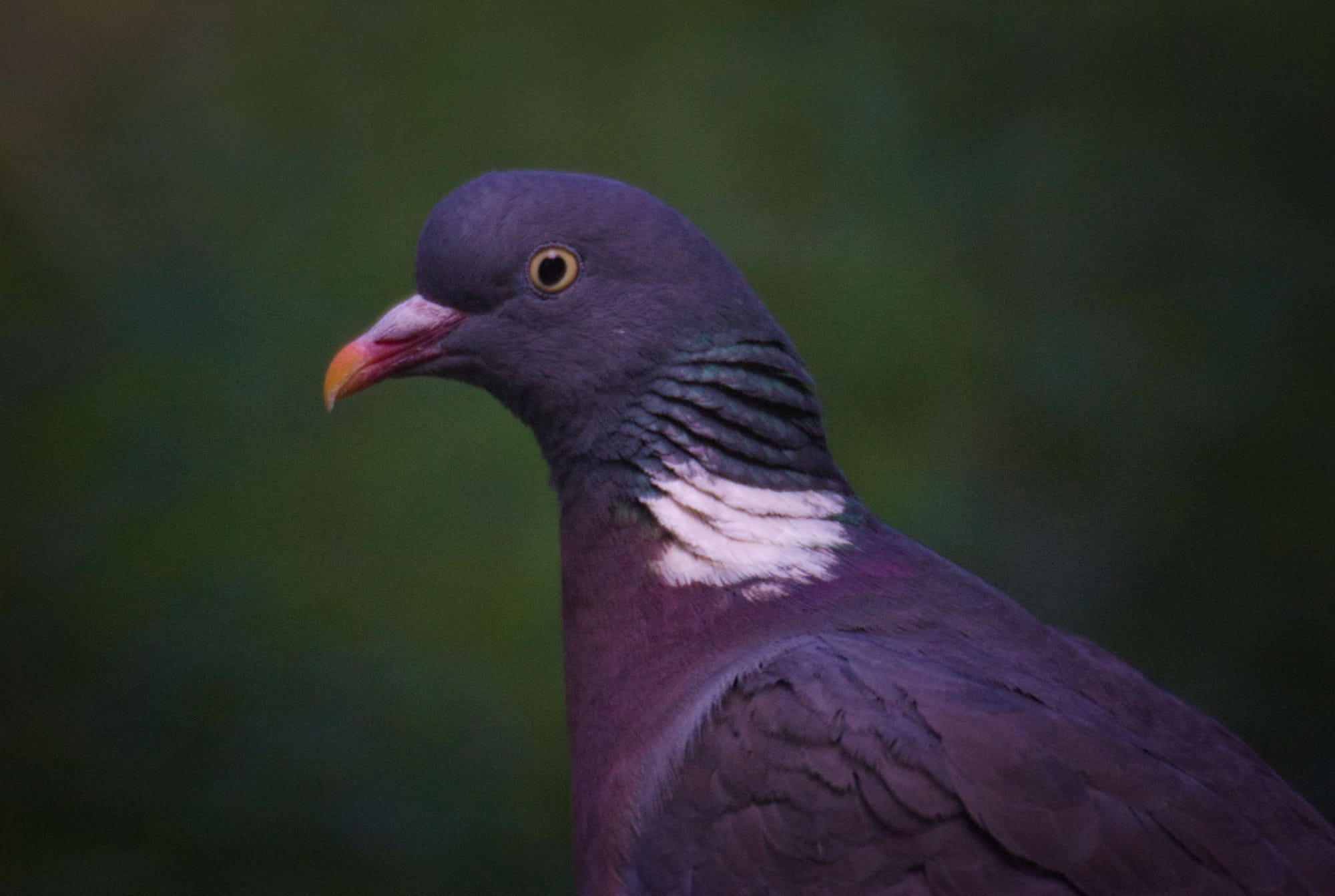 A close up of a woodpigeon