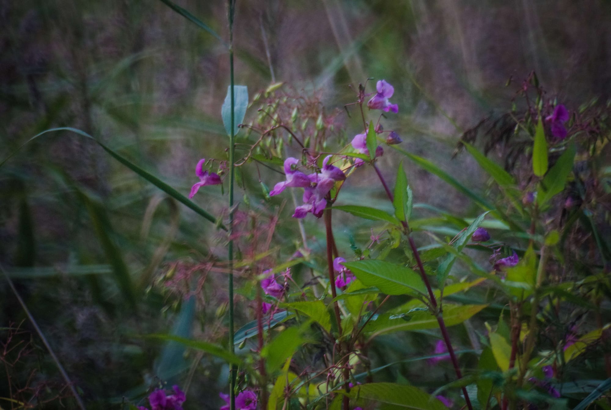 A closeup of some pink flowers